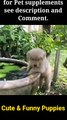  Funny Puppies  Cute Puppies  Cute Dogs  Smart Dogs  Puppies Playing with Water | Very Cute Labrador #FeeltheReels