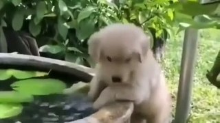  Funny Puppies  Cute Puppies  Cute Dogs  Smart Dogs  Puppies Playing with Water | Very Cute Labrador #FeeltheReels