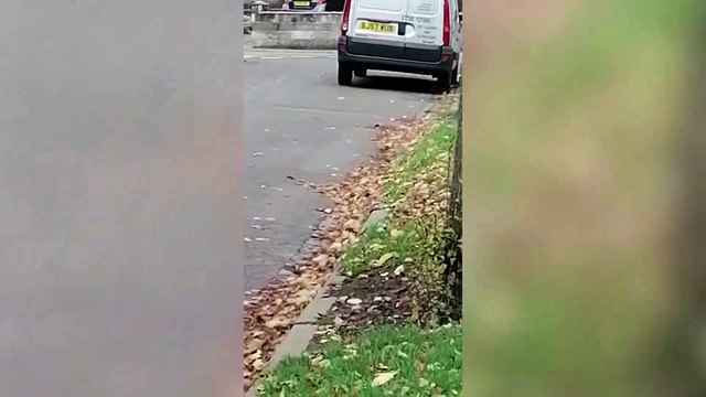 A dramatic fight between a 'psycho' rat and two magpies captured on camera