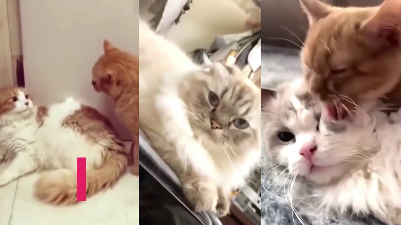 Go go go Pet! Funny Cats  and Dog  - Please dont, I wont it!!