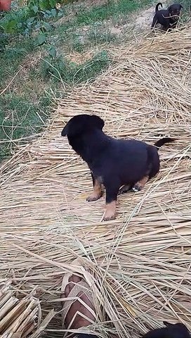 Cut dog