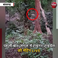 पहली बार जंगल में टाइगर-टाइग्रेस की मेटिंग LIVE