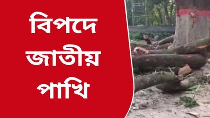হুগলিঃ অবৈধভাবে চলছে গাছ কাটা, শুরু রাজনৈতিক তরজা