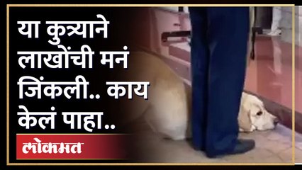 हा कुत्रा जे करतोय, ते पाहून सगळेच खूश झाले | Dog Bowing Down Ganpati Bappa | Viral Video