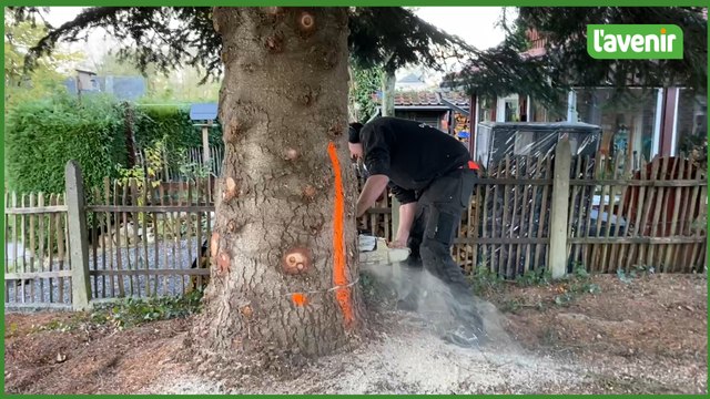 Le sapin de Noël qui figurera sur la Grand-Place de Bruxelles vient de Raeren