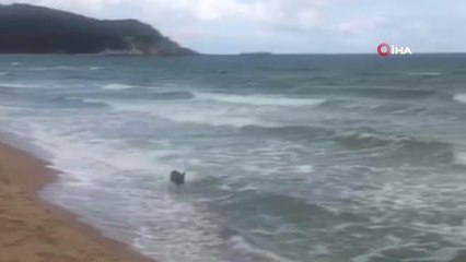 Deniz kıyısında koşan karaca yavrusu böyle görüntülendi