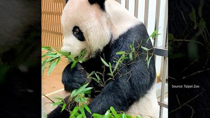 Health of Taipei Zoo's Panda Tuan Tuan Stabilizing - TaiwanPlus News