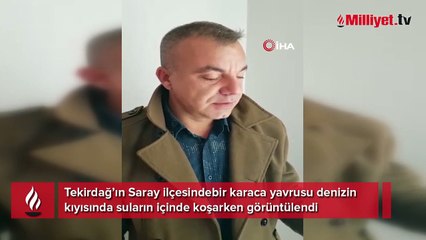Karadeniz kıyısında karaca yavrusu görüldü