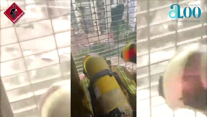 Así salvan la vida los bomberos a dos gatitos atrapados en el incendio de un edificio de Benidorm