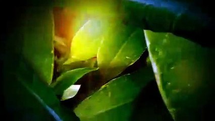 National Geographic - Unlocking The Great Pyramid