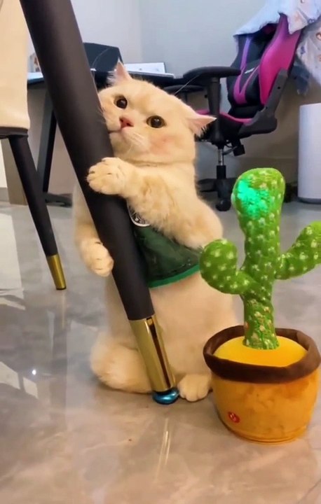 cat can sometimes becoming so silly