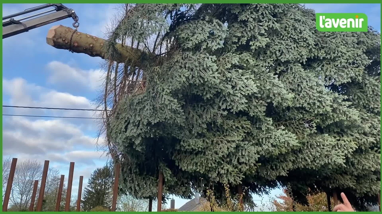 Le sapin de Noël qui figurera sur la Grand-Place de Bruxelles vient de Raeren