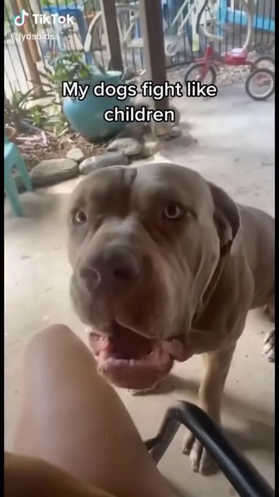 Broken Dogs are the Cutest