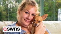 Devoted dog owner sells car to help pay £17.5k for life-saving surgery for her chihuahua