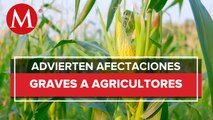 Legisladores de EU exigen inicio de consultas bajo el T-MEC contra México sobre maíz