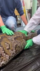 Des chercheurs dissèquent un serpent pour voir ce qui l'a tué