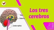 Buena Vibra | Tres cerebros, tres sistemas y una realidad