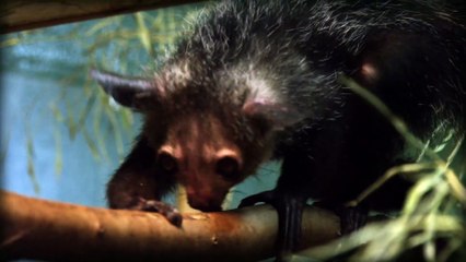 True Facts About The Aye Aye