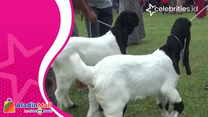 Uniknya Festival Kambing Etawa, Diikuti Peserta dari Luar Negri