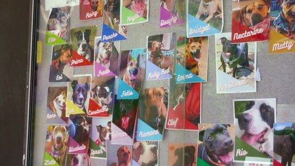 World of Tanks celebrates International Homeless Animals Day...