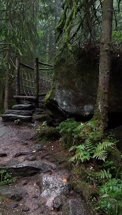 Traveling to forest
