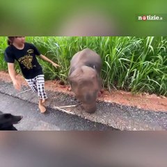 Piccolo di elefante fa il solletico all'inviato: il simpatico video