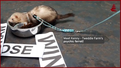 World Cup 2022 - Kenny the 'psychic ferret' predicts  result of England's first game