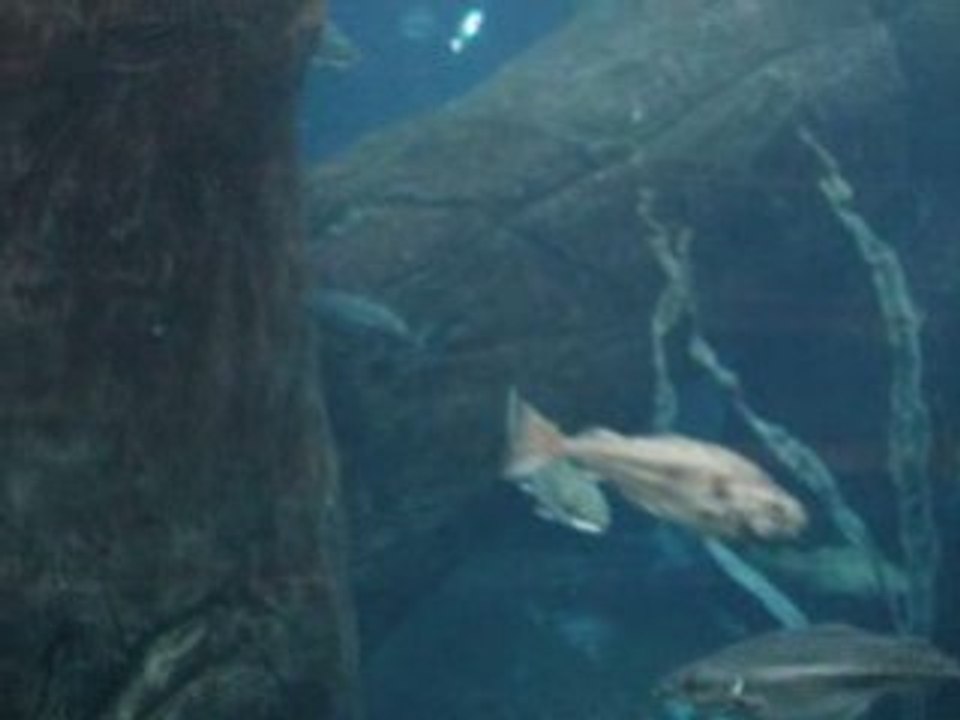 Aquarium
