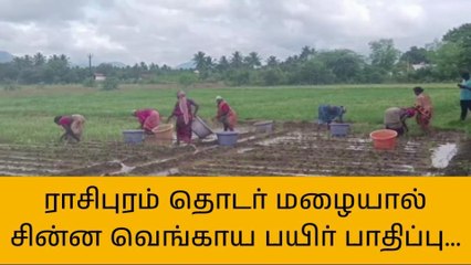 ராசிபுரம் பகுதியில் தொடர் மழையால் சின்ன வெங்காய பயிர்கள் பாதிப்பு விவசாயிகள் கவலை
