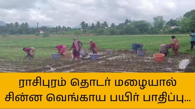ராசிபுரம் பகுதியில் தொடர் மழையால் சின்ன வெங்காய பயிர்கள் பாதிப்பு விவசாயிகள் கவலை