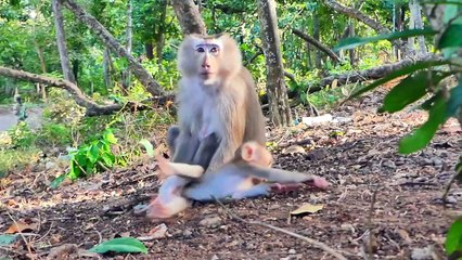 Flipping Little Mark....Monkey MARK Looks So Satisfied To Flip And Jump Nearby Mommy