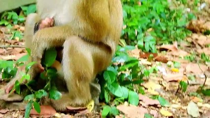 Rainbow exhausted no milk.