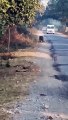 Female panther roaming with cub on the road of Chittorgarh Bhilwara