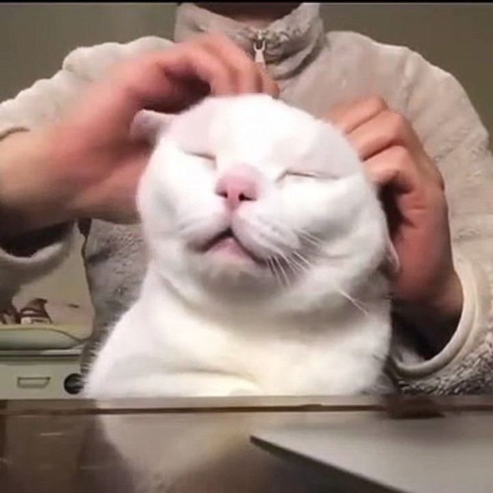 She came_ she purred_ she conquered -- __-- _cohty_neo _._._Follow _lolo_my_caty --_Follow _lolo_my_caty --__._._.___cat _cats _catsofinstagram _of _catstagram _instagram _catlover _catlovers _instacat _catlife _kitten _kitty _love _meow (vid