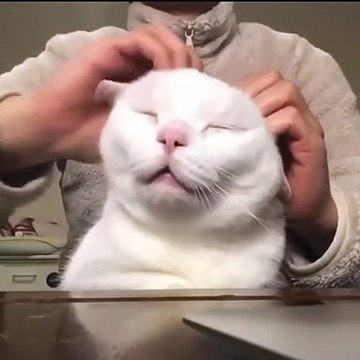 She came_ she purred_ she conquered __ _cohty_neo _._._Follow _lolo_my_caty _Follow _lolo_my_caty __._._.___cat _cats _catsofinstagram _of _catstagram _instagram _catlover _catlovers _instacat _catlife _kitten _kitty _love _meow (vid