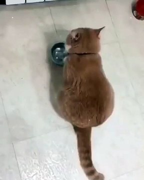 I_m hungry can someone hear me___ OMG So sweet__ __Tag someone who would love to see this video__Follow_ _lolo_my_caty _Follow_ _lolo_my_caty _Follow_ _lolo_my_caty _-_Credit and video to _tiktokcats ___cat _cats _catsofinstagram _c(vid