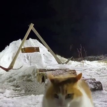 Sliding out of work be like _Follow _catloversklub for more cat content __ from Unknown_For crediting issues_ pls DM____cat _cats _catsofinstagram _excellentcats _cats_of_day _cats_of_instagram _catsofinstagram _catto _cat_delight _ad(vid