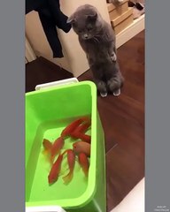Friends or food_------_-_Follow _catloversklub for daily cat content--_-_-- from Unknown__For crediting issues_ pls DM____cat _cats _catsofinstagram _excellentcats _cats_of_day _cats_of_instagram _catsofinstagram _catto _cat_delight _ador(vid