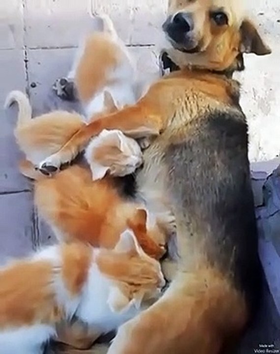 Maternal Instincts _Double Tap❤️❤️_-_Follow _catloversklub for cute cat content--__-- from Unknown_Dm for credit____cat _cats _catsofinstagram _excellentcats _cats_of_day _cats_of_instagram _catsofinstagram _catto _cat_delight _ad(vid