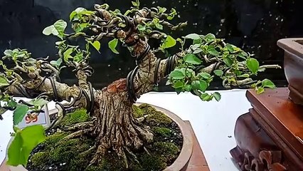 KUMPULAN BONSAI WARU DI PAMNAS BONSAI TABANAN