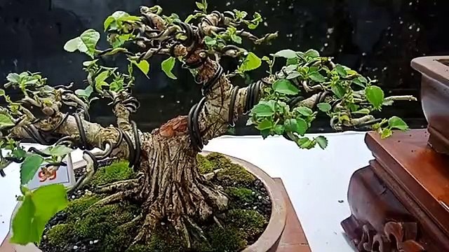 KUMPULAN BONSAI WARU DI PAMNAS BONSAI TABANAN