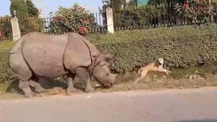 Snoozing dog flees in fear after being woken up by huge rhino