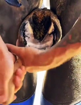 Ce maréchal ferrant refait les sabots de ce cheval à neuf et c'est tellement satisfaisant