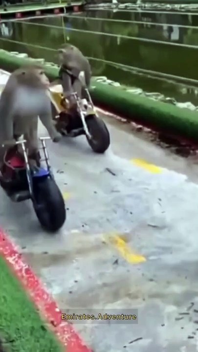 Monkey gang.