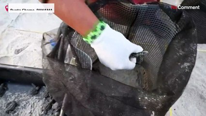 Libertadas no Panamá dezenas de tartarugas marinhas bebés para ajudar na reprodução