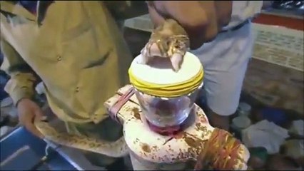 El efecto del veneno de una serpiente en la sangre