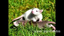 SIGNIFICADO DE SOÑAR CON RATAS Y ratones MEANING OF DREAMING ABOUT RATS AND MICE