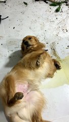 Anxious Golden Retriever Makes Big Mess When Left Alone