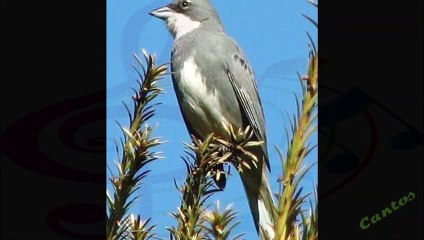 Canto de la Diuca Común