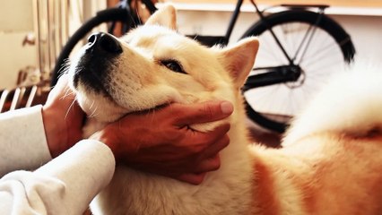 Alimentador inteligente libera ração para pets em horários agendados